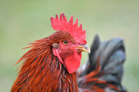 Rooster Portraits